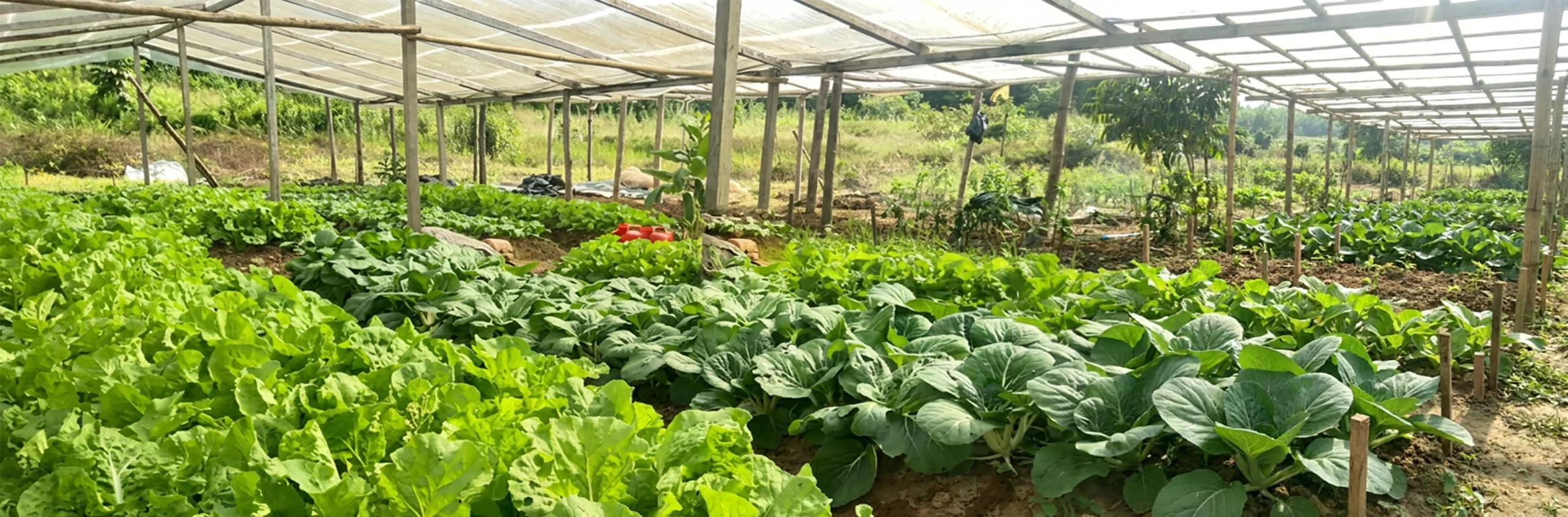 Food Security_04_Banner